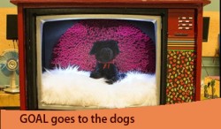 Dog bed from TV console-caroussel